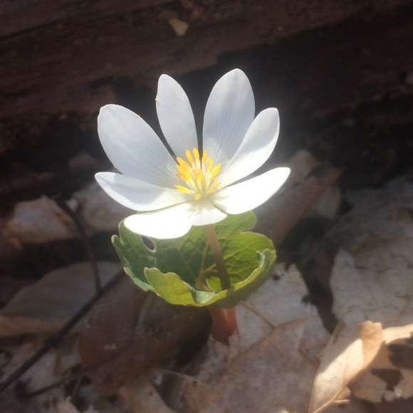 Meet your Posher, Audrey - Picture 1 of 1